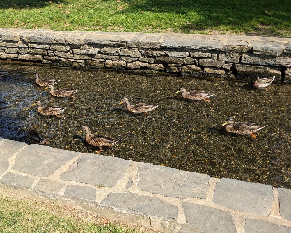 The stream through the Lititz Springs Park is home to ducks who don't seem to mind the hustle and bustle.