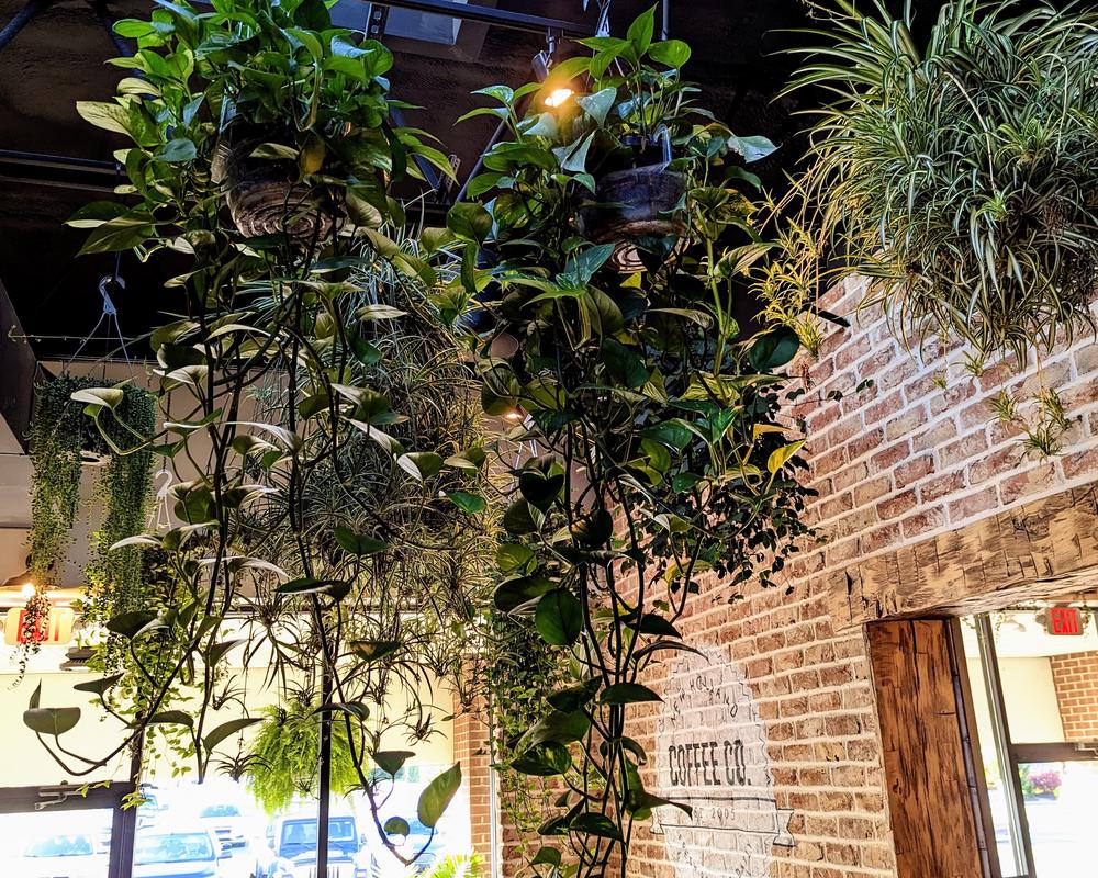 Dozens of hanging plants decorate the dining area.