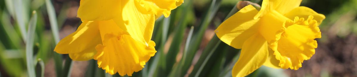 Daffodils bloom in early spring.