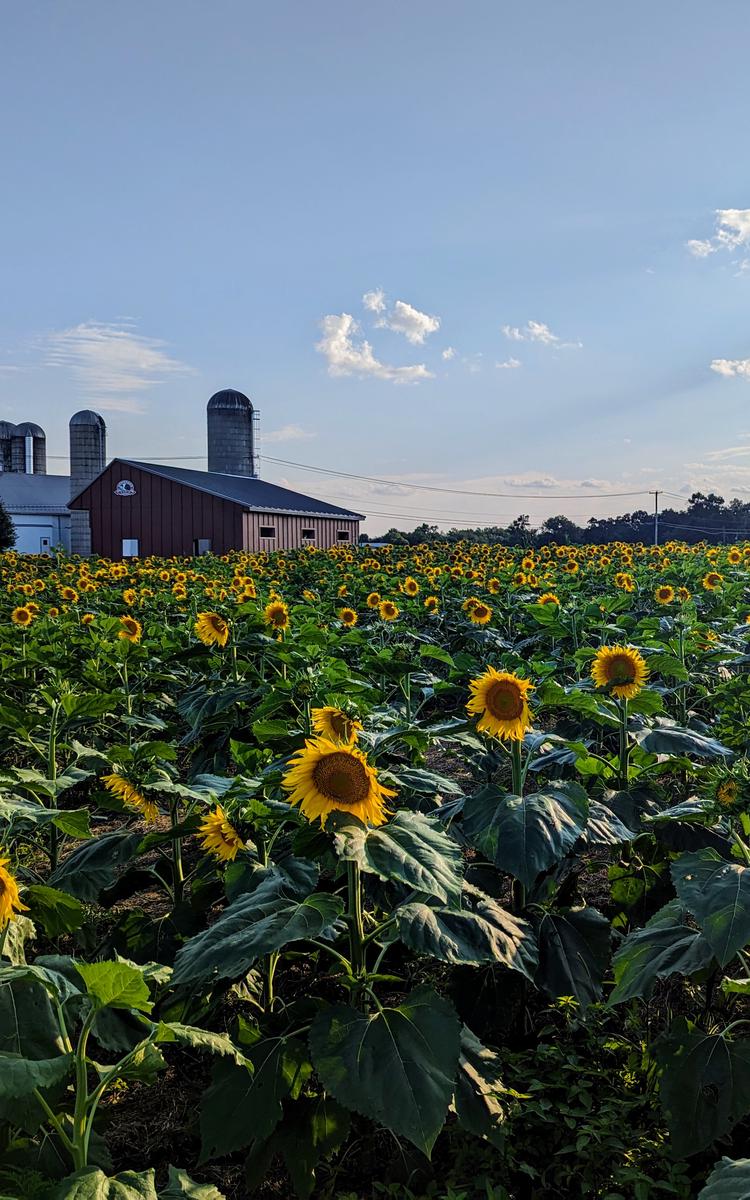 The sunflower field at September Farms in Honeybrook is a spectacle to behold (and makes a nice photo op for your vacation scrapbook or social media).